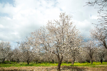 Obraz premium almond blossom in west of Turkey