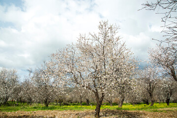 almond blossom in west of Turkey