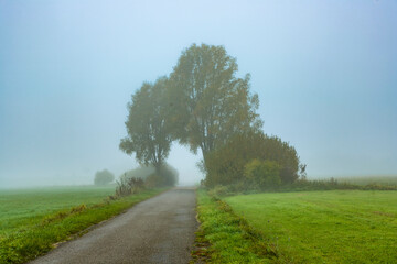 Fototapeta na wymiar scenic tree in fog at the bicycle route Altmuehltal in Bavaria