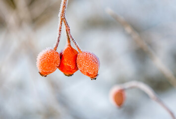 red rose hip with ice in winter