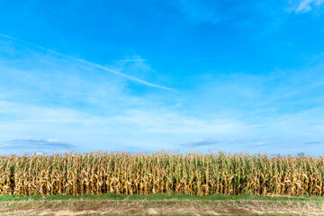 indian corn field in autumn