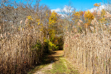 Grass path surrounded by common reed in Gardiners PArk