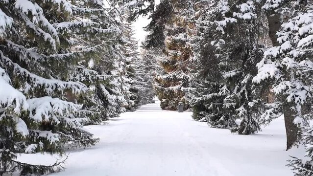Beautiful winter landscape with fir trees covered with snow. Horizontal video
