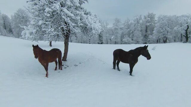 AERIAL: Two brown horses standing next to snowy apple tree on a white pasture. White fairy tale at the hilly countryside. Dark brown stallion and chestnut mare on meadow after fresh snowfall in winter