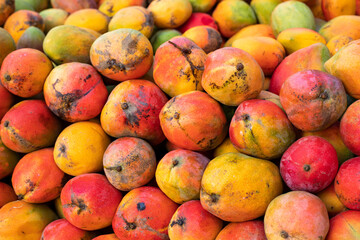 Mangifera indica - Organic fruit mango in Colombian market square
