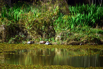acuático, lago, naturaleza, charcas, río, verde, paisaje, árbol, bosque, verano, césped, aparcar, árbol, caña, cielo, nativo, fábrica, pantano, azul, inhospitalario, pato, primavera, humedal