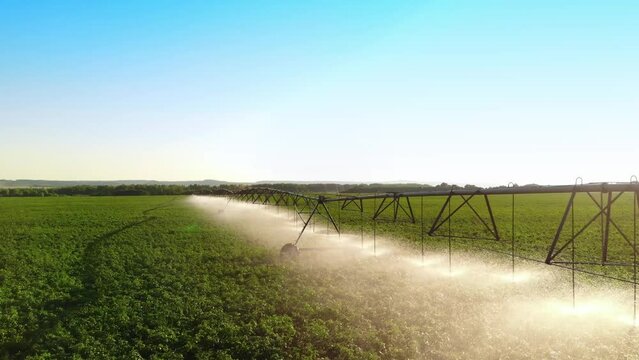 Aerial view pivot at work in potato field, watering crop for more growth. Center pivot system irrigation. Watering crop in field at farm. Modern irrigation system for land and vegetables growing on it