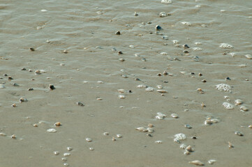 Photograph of the shells in the beach water