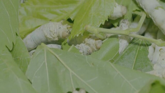 Close up view of silkworm eating mulberry leaves.