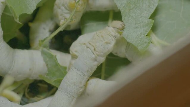 Close up view of silkworm eating mulberry leaves.