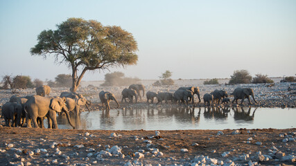 Obraz premium Beautiful namibian landscape. Group of elephants in a a waterhole.