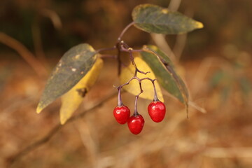 Bittersweet nightshade; Psianka słodkogórz; Solanum dulcamara