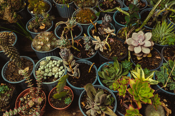 Succulent plants in decorated ceramic pots in a decorated and humid indoor environment.