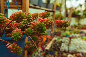 Succulent plants in decorated ceramic pots in a decorated and humid indoor environment.