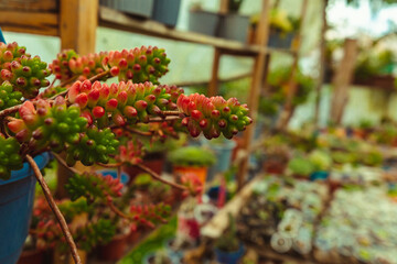 Succulent plants in decorated ceramic pots in a decorated and humid indoor environment.