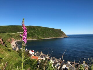 Foxglove blooming over Gamrie Bay, Scotland.