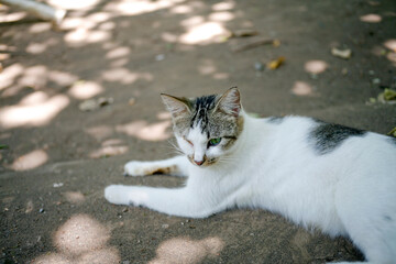 Injured cat with only one eye. Close up. portrait.
