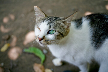 Injured cat with only one eye. Close up. portrait. side view.