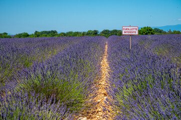 Fototapeta na wymiar Lavender fields in Plateau de Valensole in Summer. Alpes de Haute Provence, PACA Region, France. French sign means in English: no picking allowed.