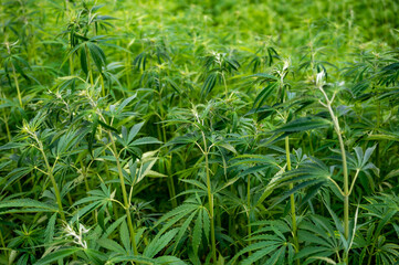 Green background of leaves. Outdoor grow hemp. Cannabis at the beginning of flowering. Young...