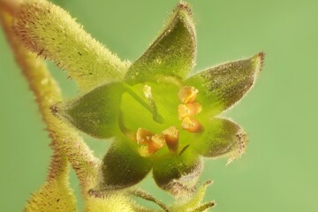 Super-macro view of Green Kangaroo Paw (Anigozanthos flavidus) flower, South Australia