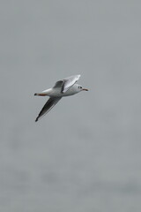 Fototapeta na wymiar black headed gull in flight