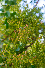 Fototapeta na wymiar Sweet, delicate, fragrant nuts, Bronte pistachios with brilliant green colour and pistachio tree with unripe nuts
