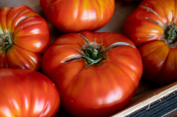 Fresh ripe colorful french tomatoes from Provence in wooden box