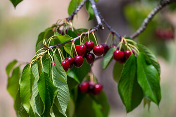 Sweet ripe black cherry berries hanging on cherry tree in fruit orchard near Venasque village,...