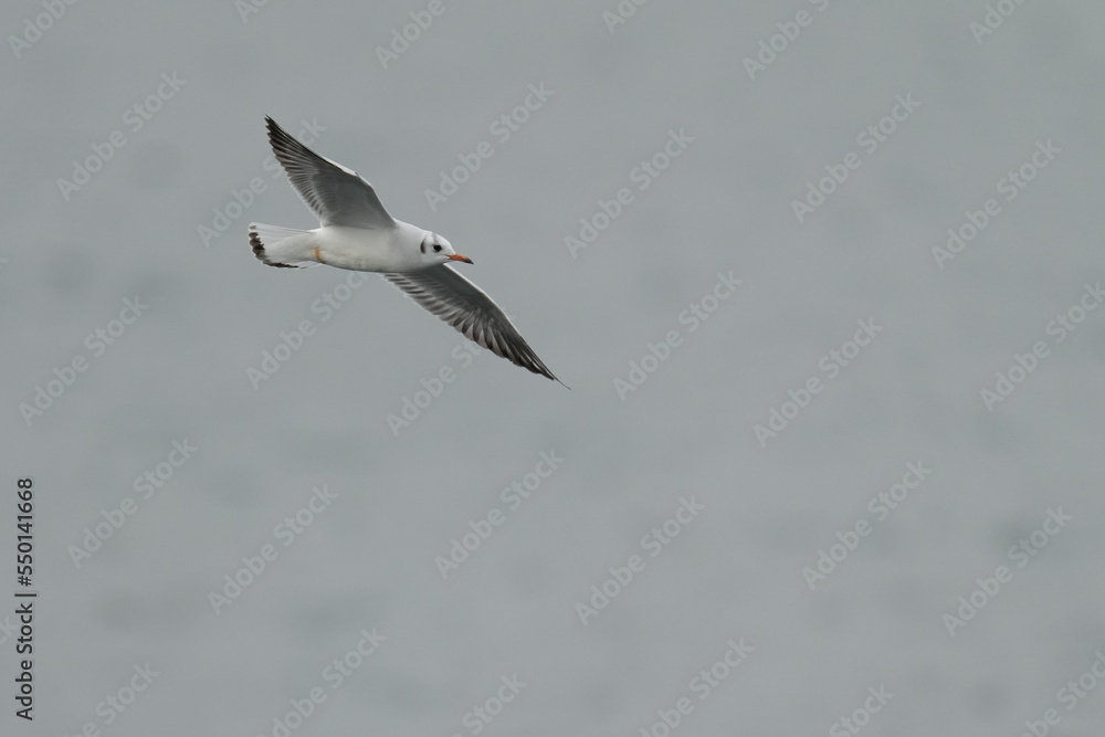 Wall mural black headed gull in flight