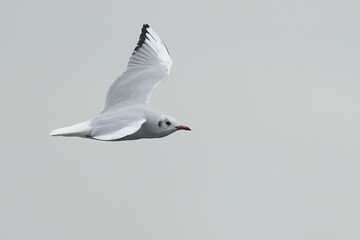 black headed gull in flight