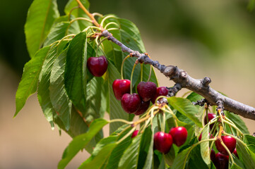 Sweet ripe black cherry berries hanging on cherry tree in fruit orchard near Venasque village, Luberon, France