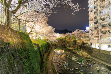 佐賀県嬉野温泉街の夜桜「塩田川付近」