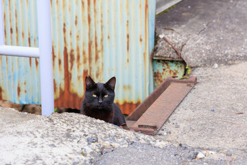 川付近にいた野良猫「黒い猫」