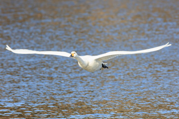 A whooper swan flies from its roost to its feeding grounds