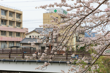 Fototapeta premium 佐賀県嬉野温泉街の桜「塩田川付近」
