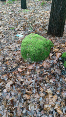 The stone is covered with moss. On the ground among fallen brown leaves and breaking green grass...