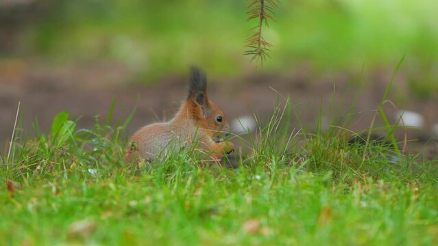 Squirrel looks for food in green grass of lawn in park. Fluffy rodent eats more before cold winter season. Autumn day in forest.