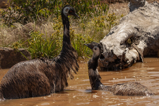 Emus (Dromaius novaehollandiae) at the waterhole on a hot Australian day keeping cool