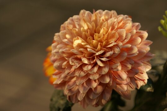 Closeup of an orange Dahlia flower in a park