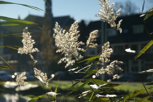 Closeup of Phragmites australis with buildings in the background