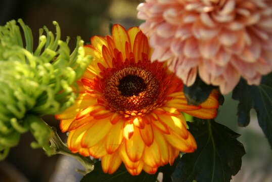 Closeup of an orange Gerbera flower in a park