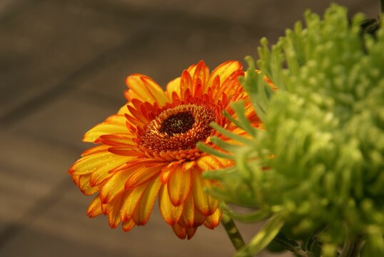 Closeup of an orange Gerbera flower in a park