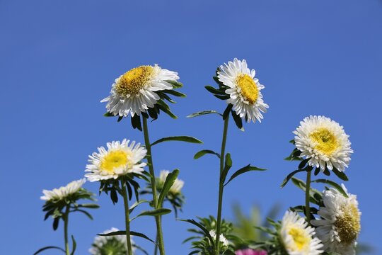 Closeup of blooming wild chrysanthemums under the clear blue sky