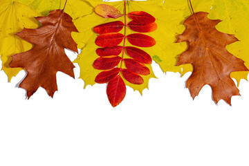 Bright assorted autumn leaves isolated on white background. Fall maple, oak and rowan tree leaves