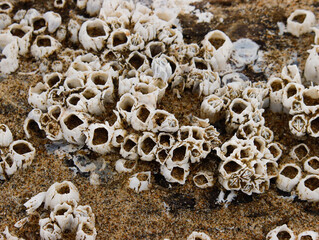 Barnacles along sandy beach in Oregon