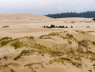 Fototapeta na wymiar Oregon sand dunes on a foggy morning