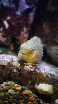 Pacific Spiny lumpsucker at Aquarium of the Bay
