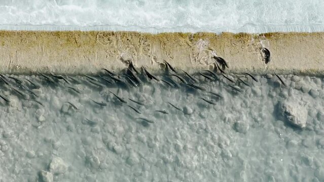 a top view of how a shoal of fish swims along the threshold on the river at sunny day, clear water and foam of bubbling water