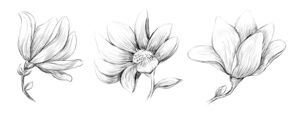 A set of buds on a white background, hand-drawn. Vintage magnolia flowers, individual design elements, invitations © Andrei